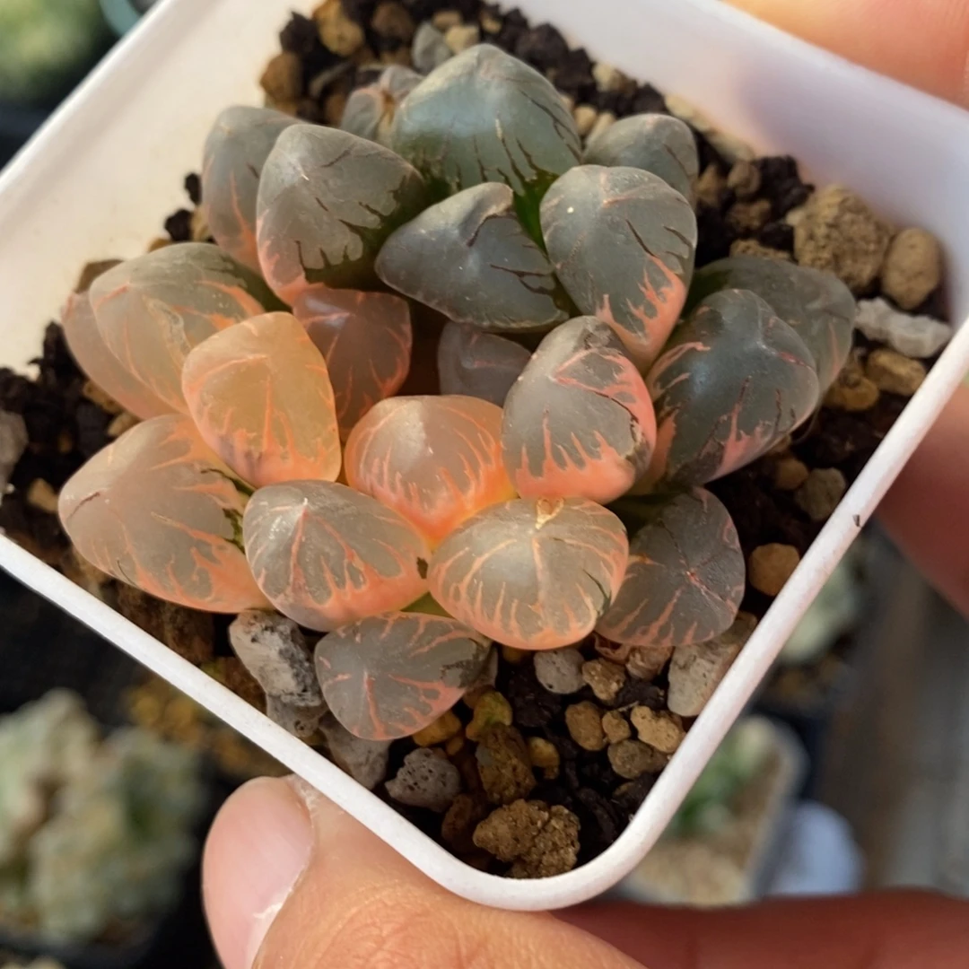 一颗实生玉露锦 特价