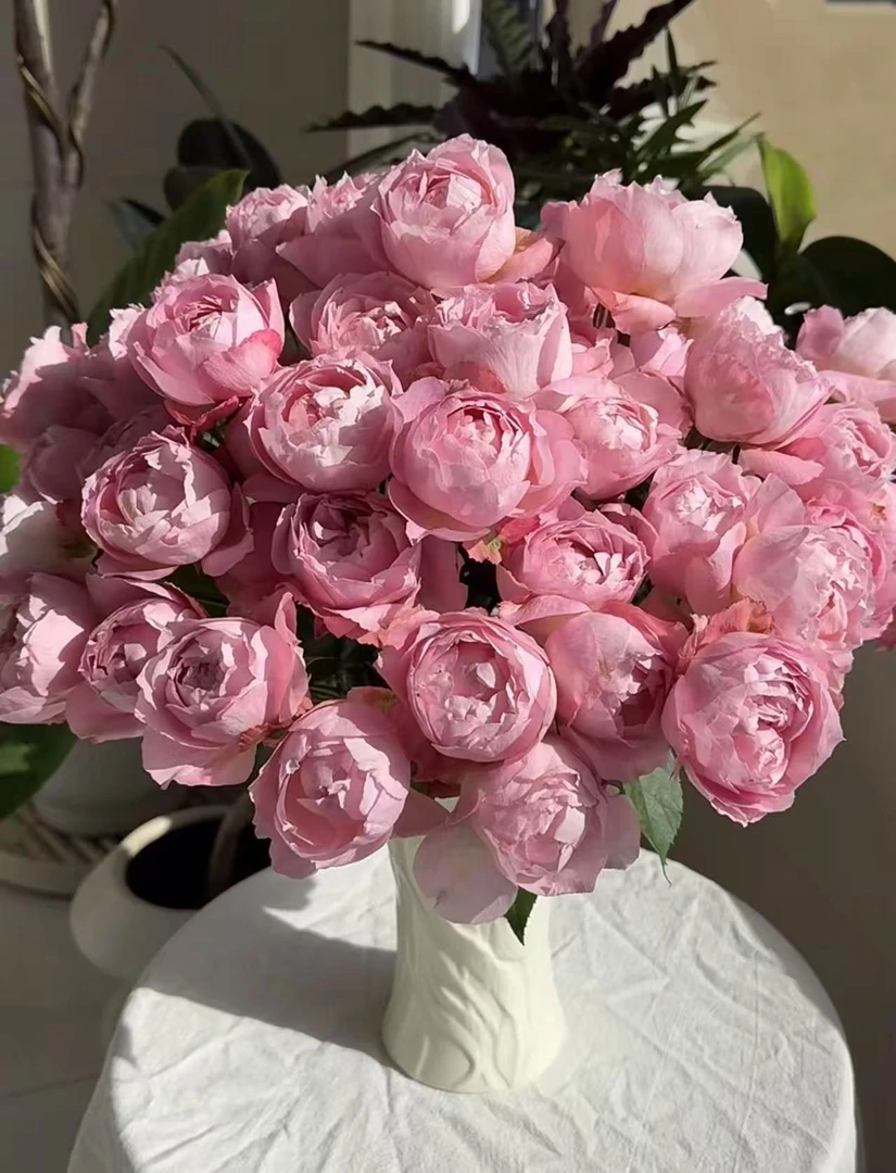 【陌上花开】蜜粉朱丽叶塔-稀有多头玫瑰（注意：带包装醒花哦~）