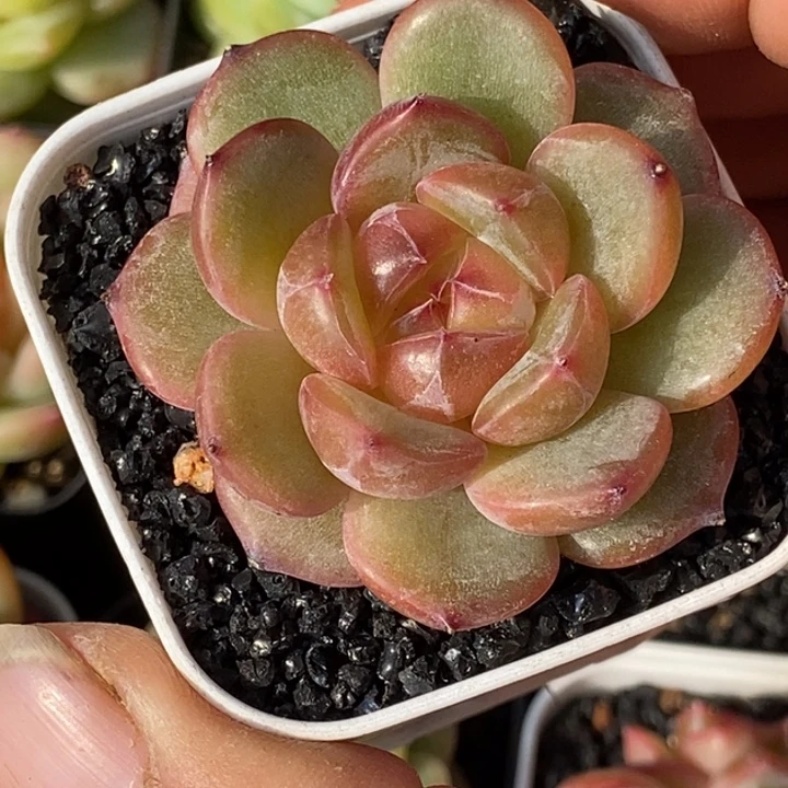 天官赐福百无禁忌