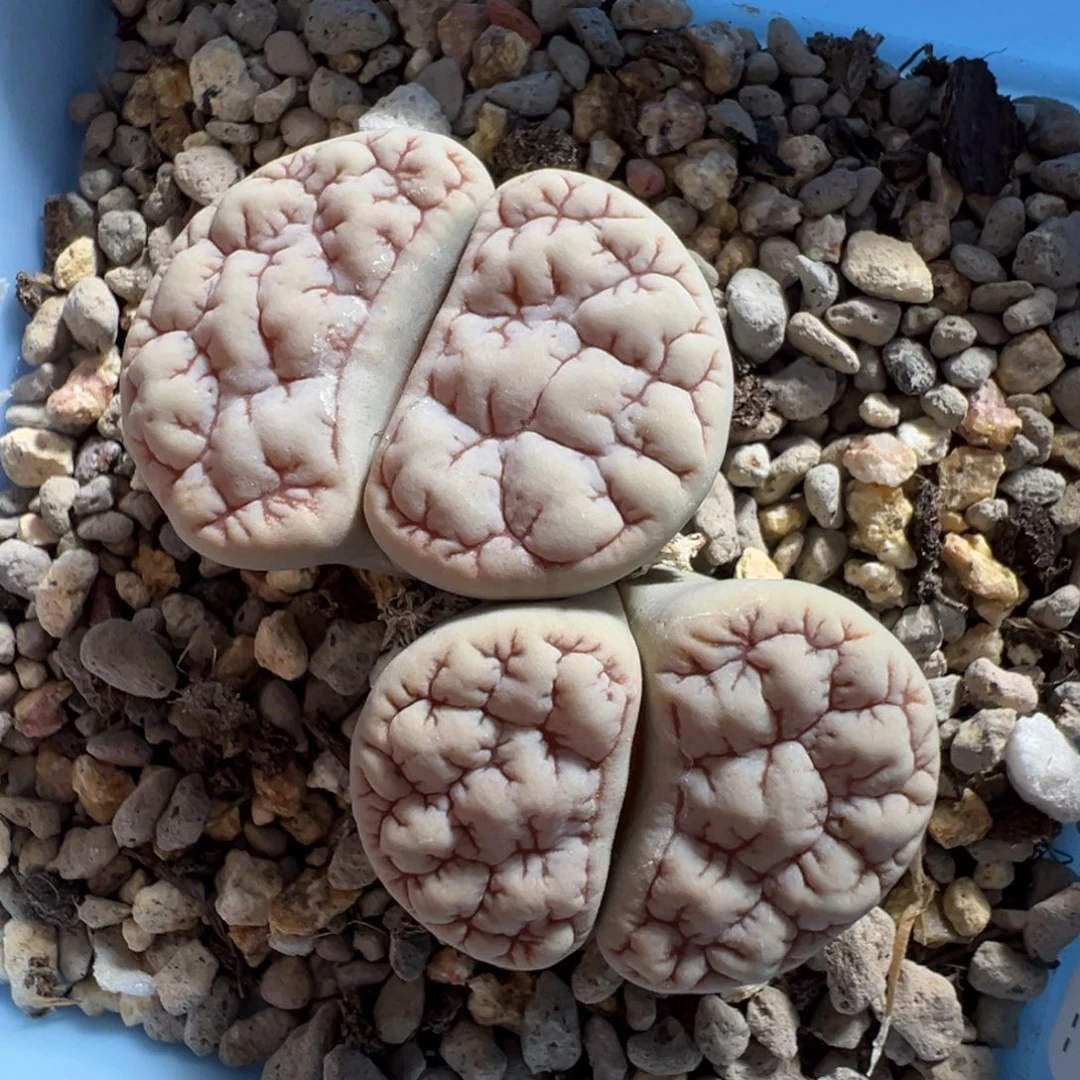 0283双头粗纹凹凸189带盆