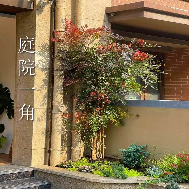 南天竹小叶庭院绿植室内盆栽景观植物耐寒耐旱好养不落叶火焰