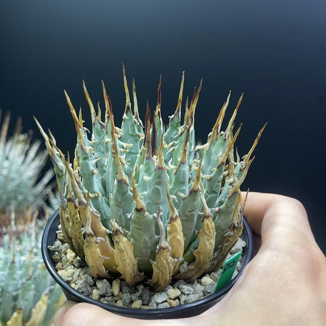 曲刺妖炎熟桩带盆