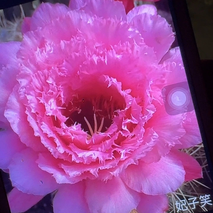 妃子笑侧芽5公分左右毛花柱（20包邮）