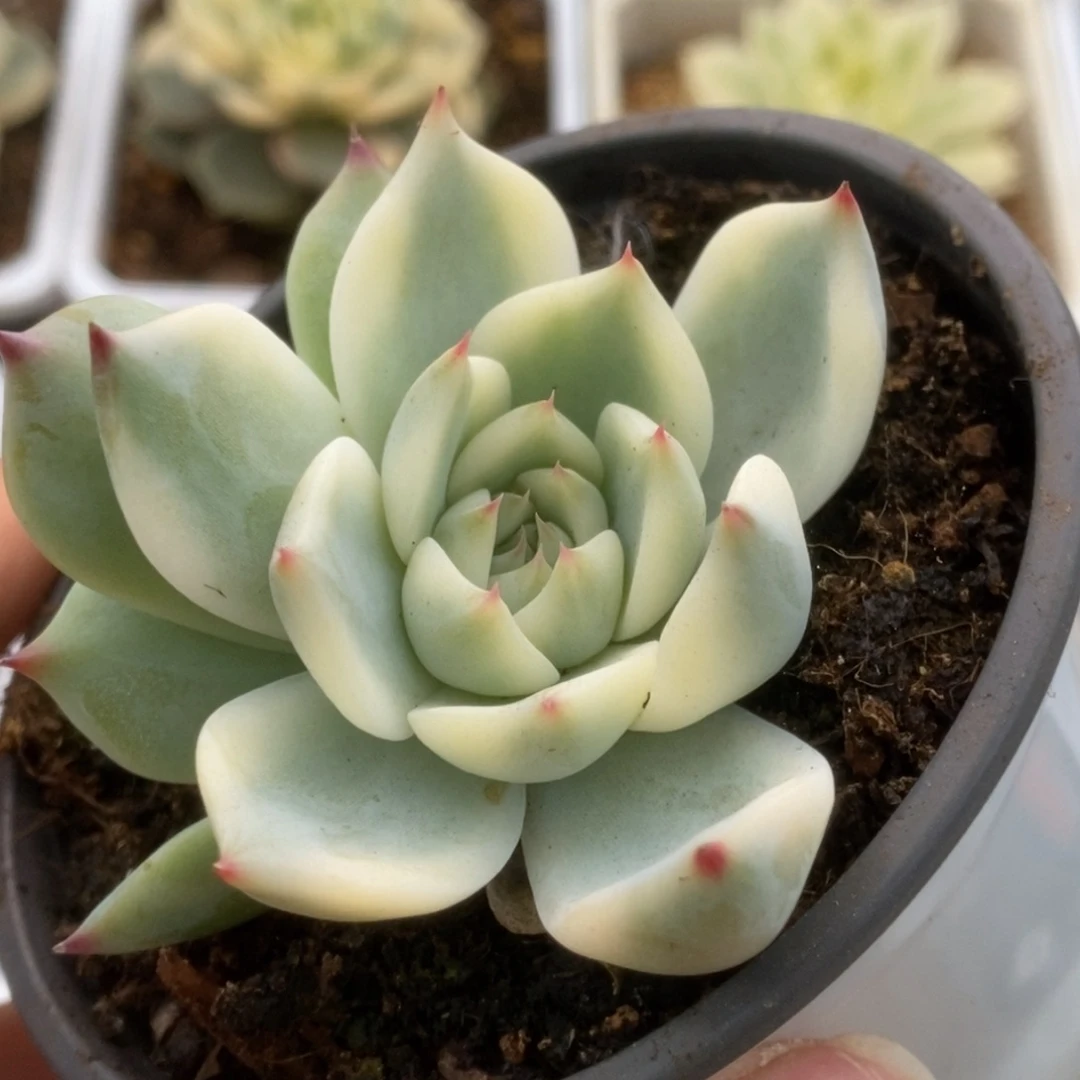525锦锦锦锦锦锦锦锦锦
