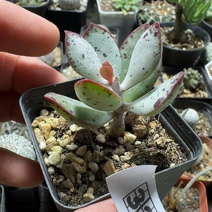 327草莓蛋糕带盆发货