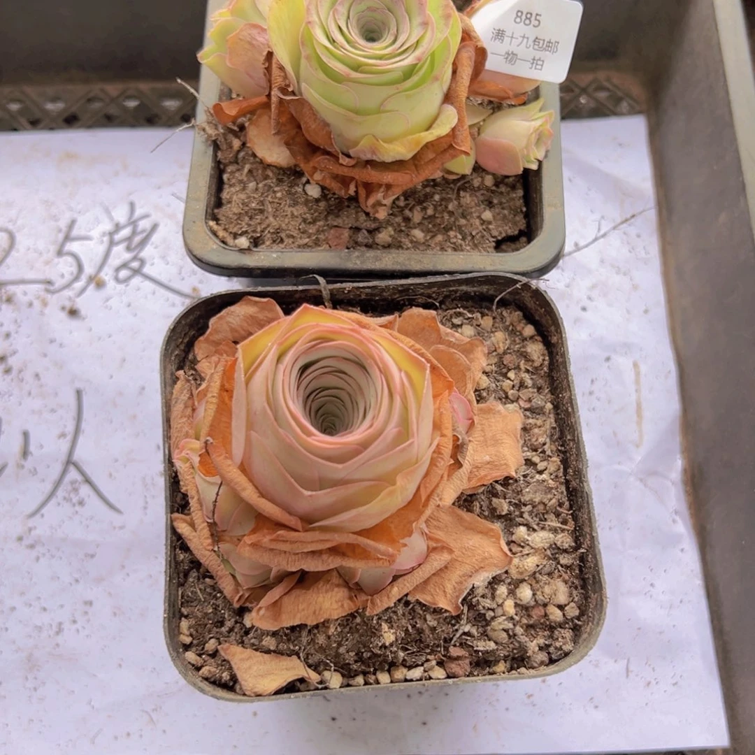 885 侧牙掉了不包损无售后