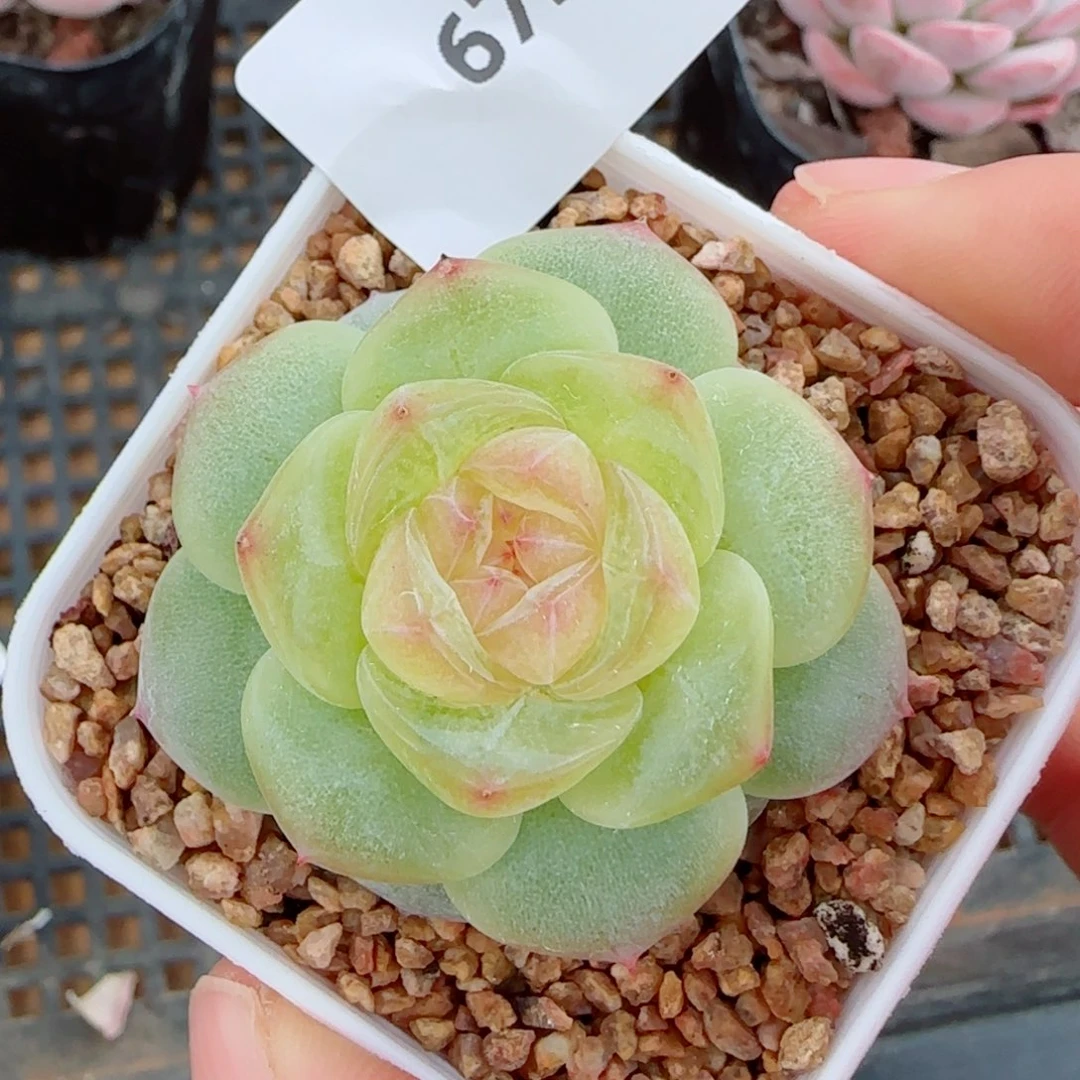 黄体珍妮，6727多肉植物