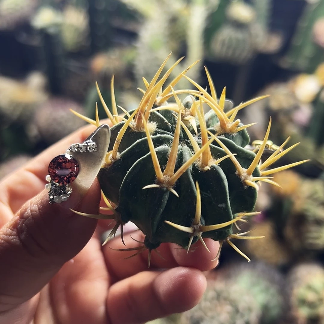 秤*龙剑仙人球888888