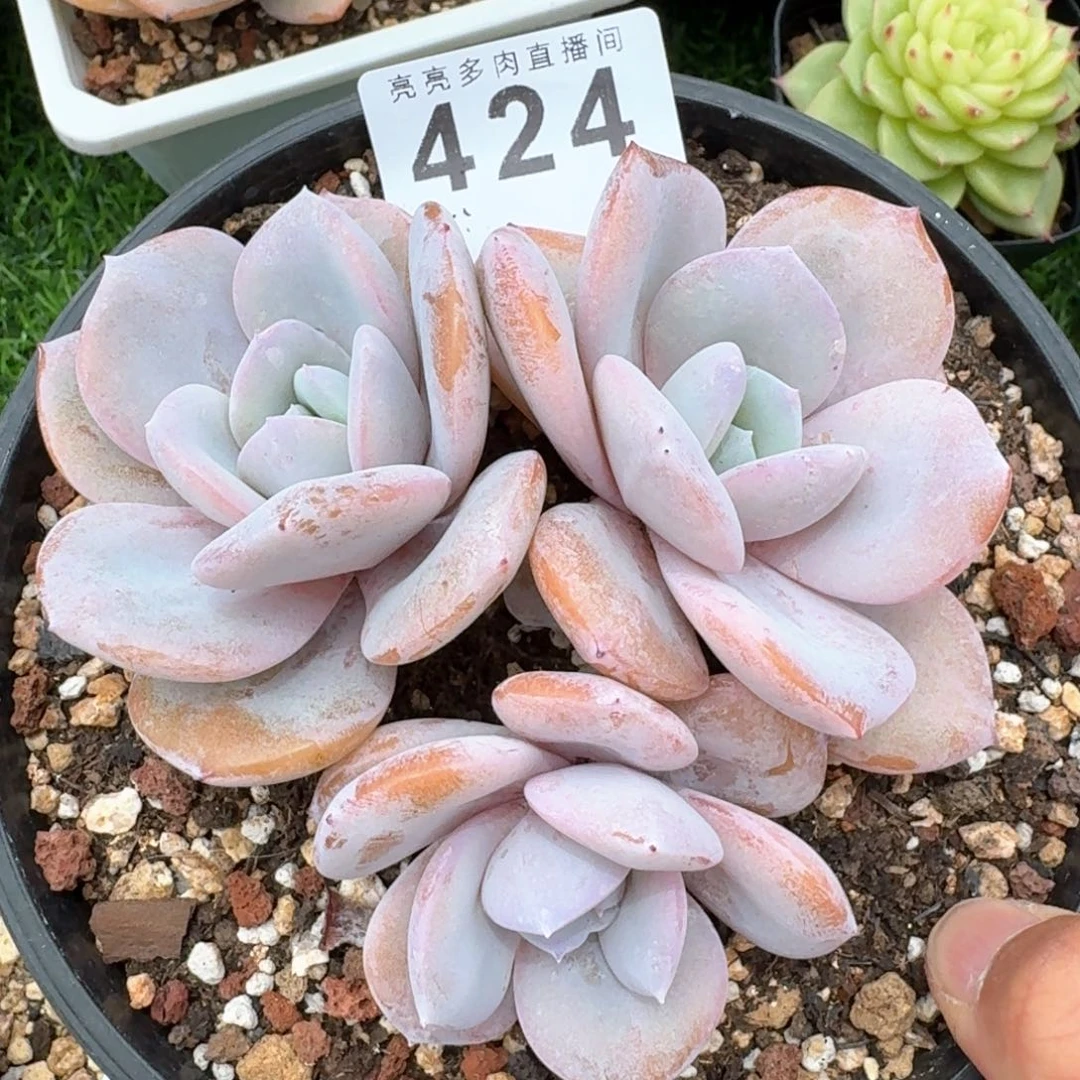 奶茶韩版         多肉植物