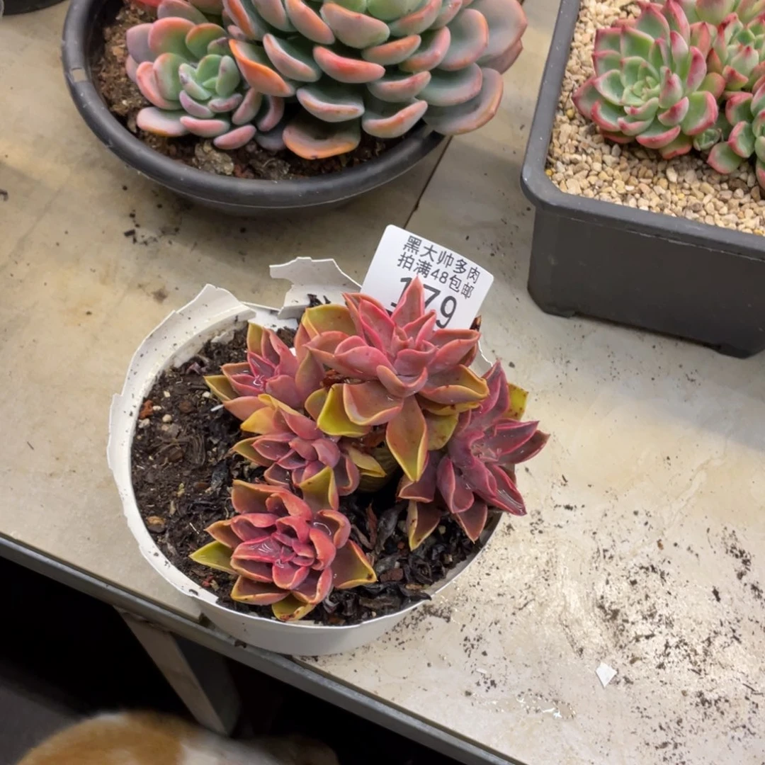 子*黑大帅多肉179琼斯