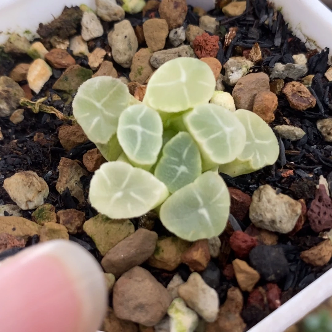 24万象锦一物一拍