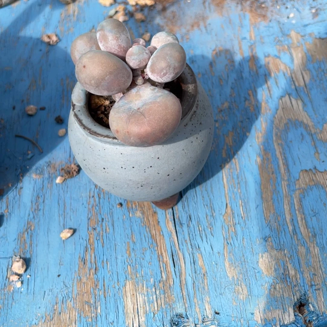 始***终多肉漂亮不退不换