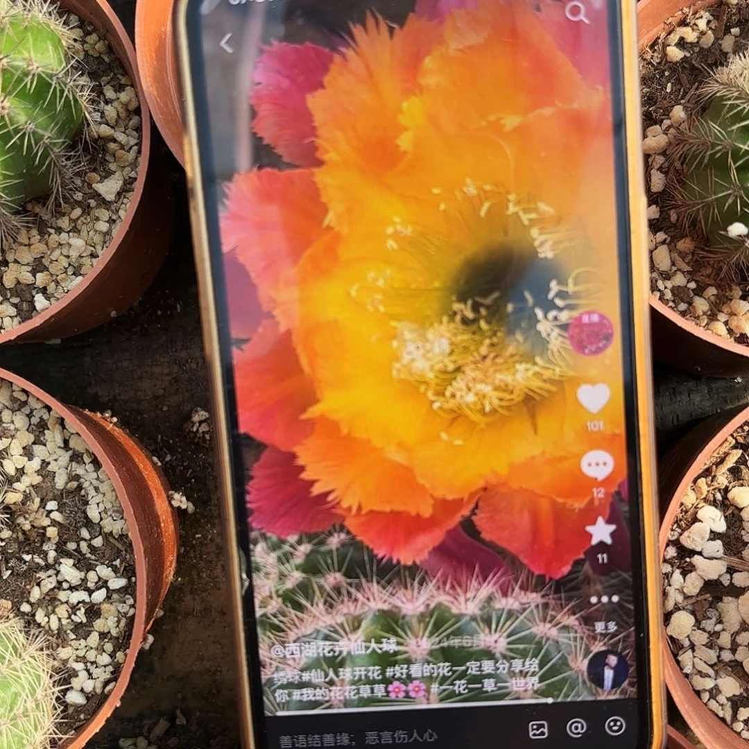 绣球彩带根仙人球小小小