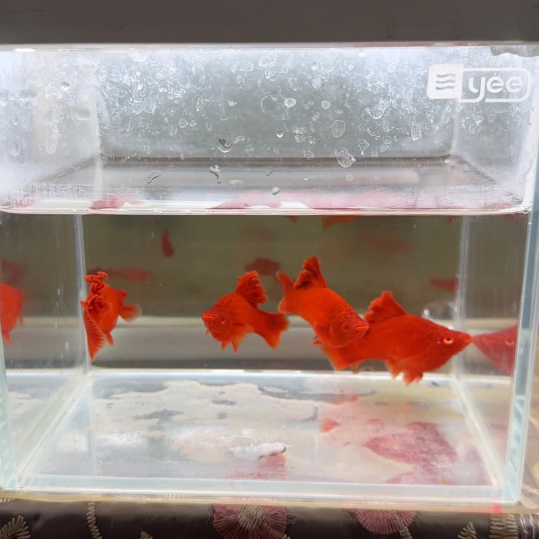 海水老笨鱼苗30条