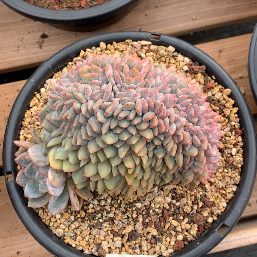 16厘米龙头星影缀2729