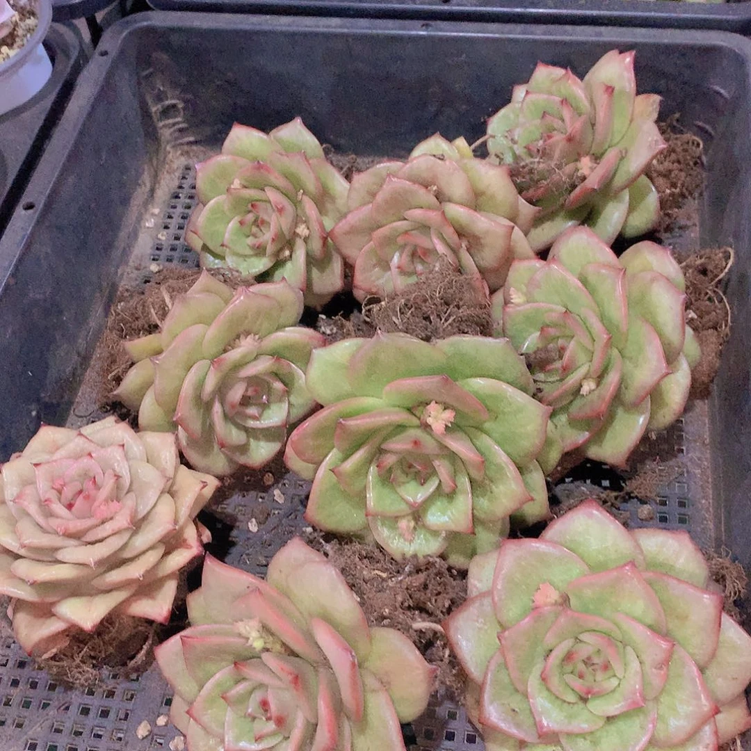 蔷薇锦23456789990000