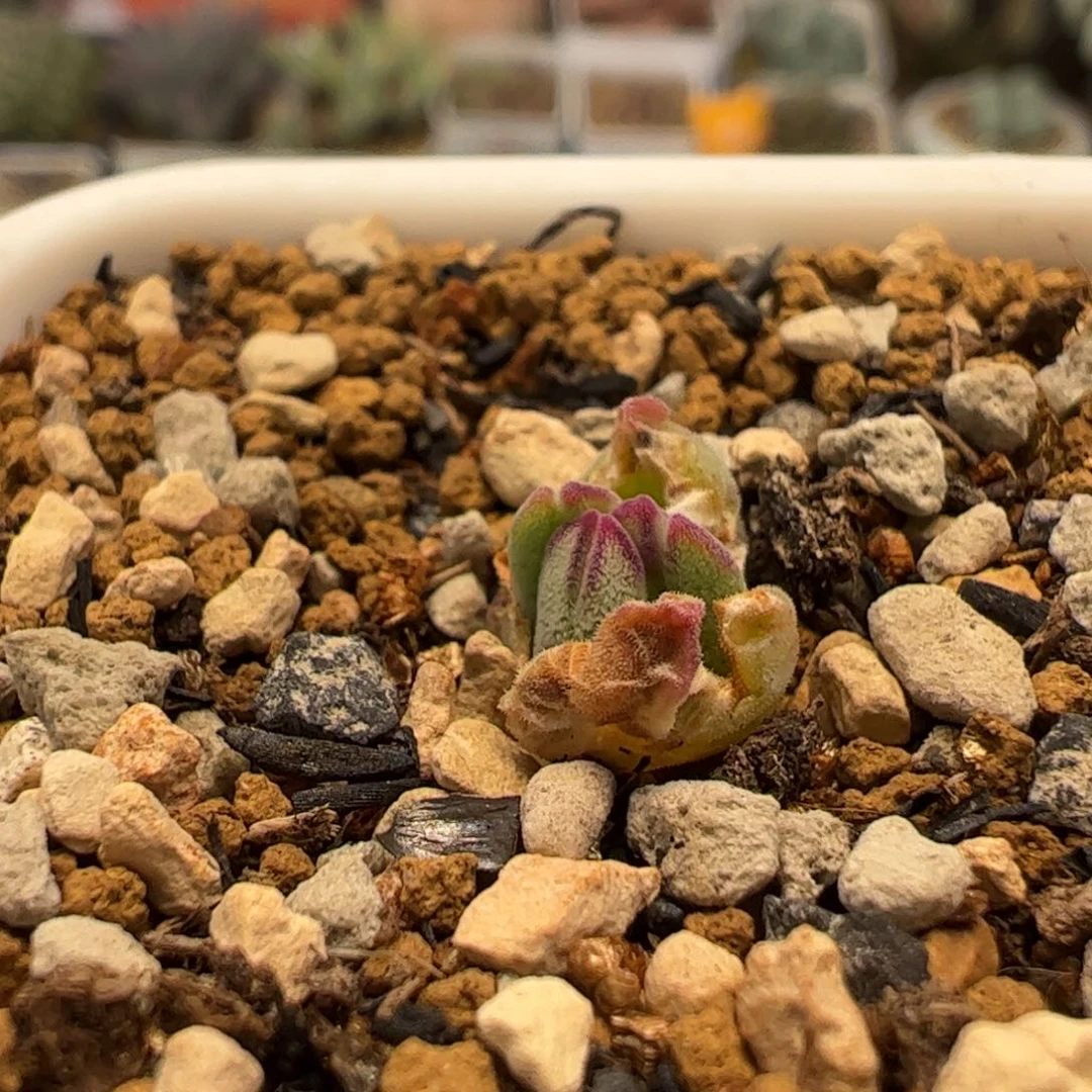 哥****斯455多肉植物百科