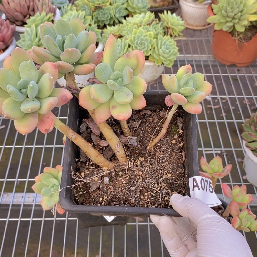 075芒果美人一物一拍