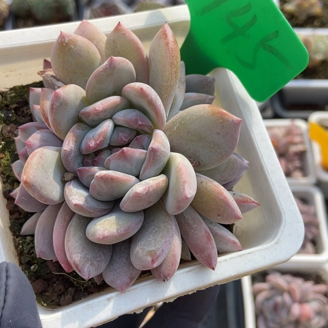 945石榴籽多肉植物保护