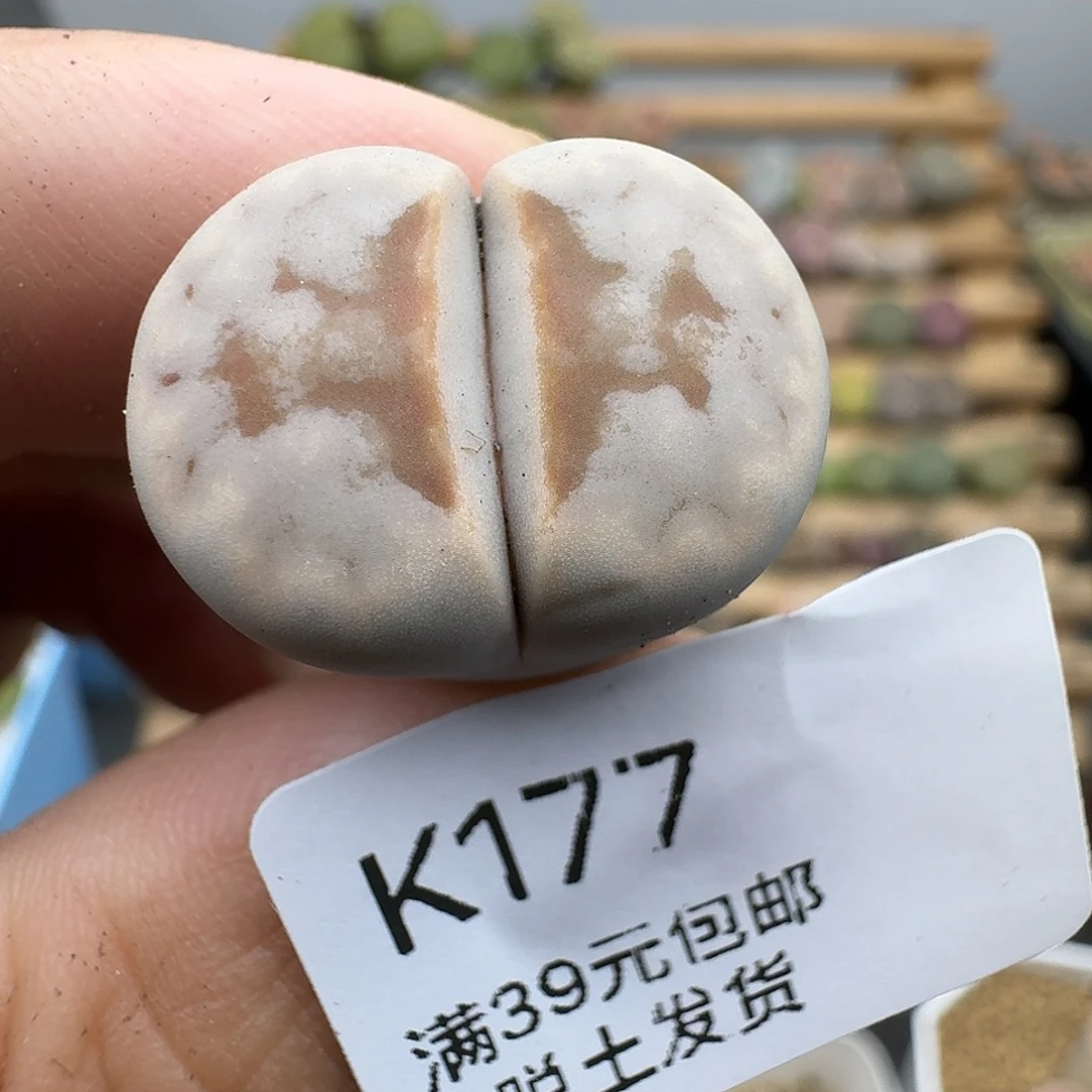 177多肉哈哈哈哈哈哈哈哈