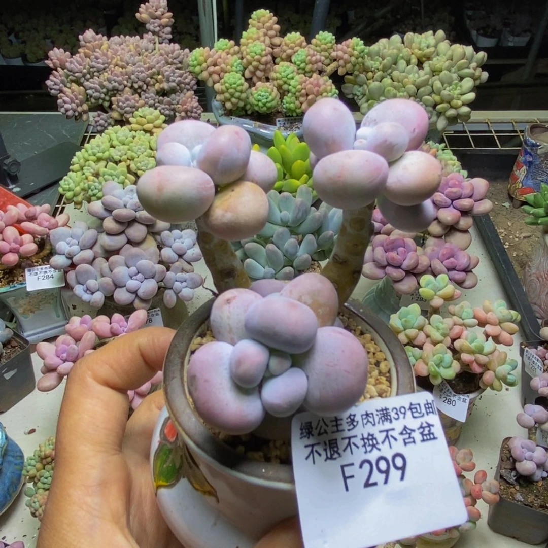 299芭比奶多肉7cm