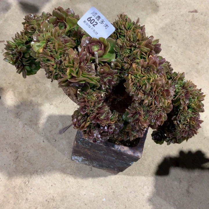 付*喵602万缀多肉植物