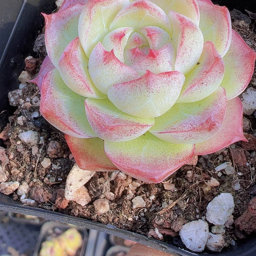 玫瑰仙子19包邮多肉