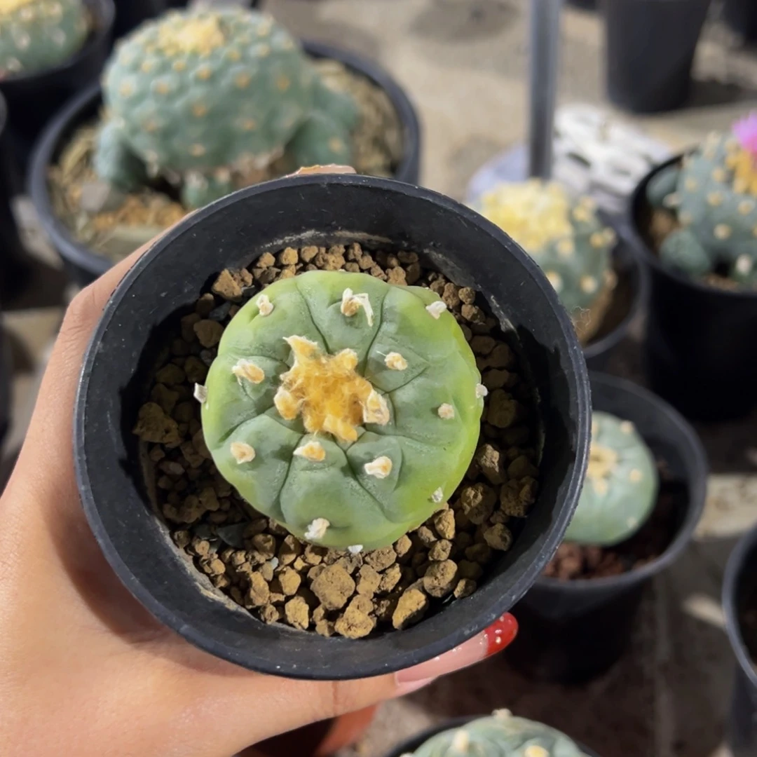 長*m长安寄养实生