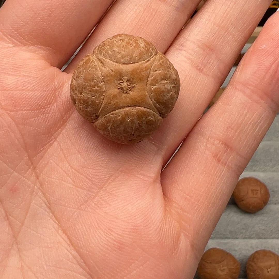 凤眼菩提吊坠拖**苏麒麟打孔不退不换22