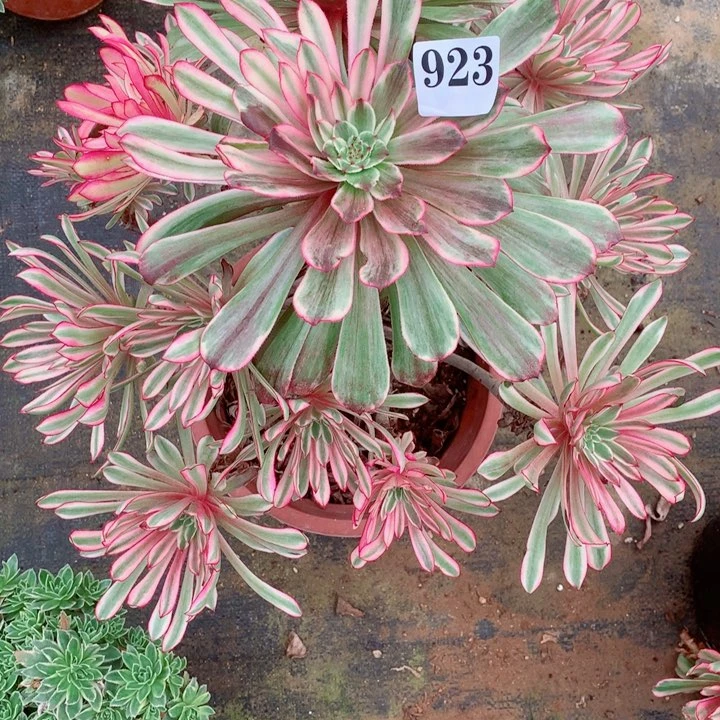 豆****发多肉植物仙墨923