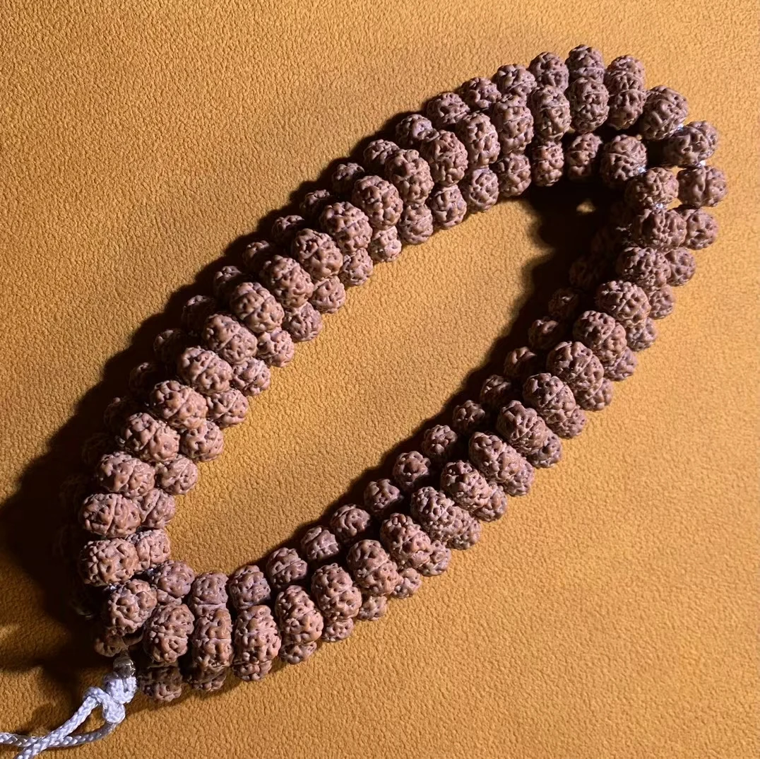 非嫁接【战神树祖】产季新籽小金刚菩提小金刚