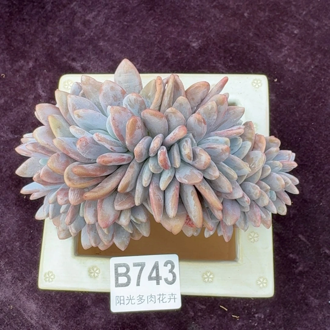 15厘米的尺寸一物一拍743