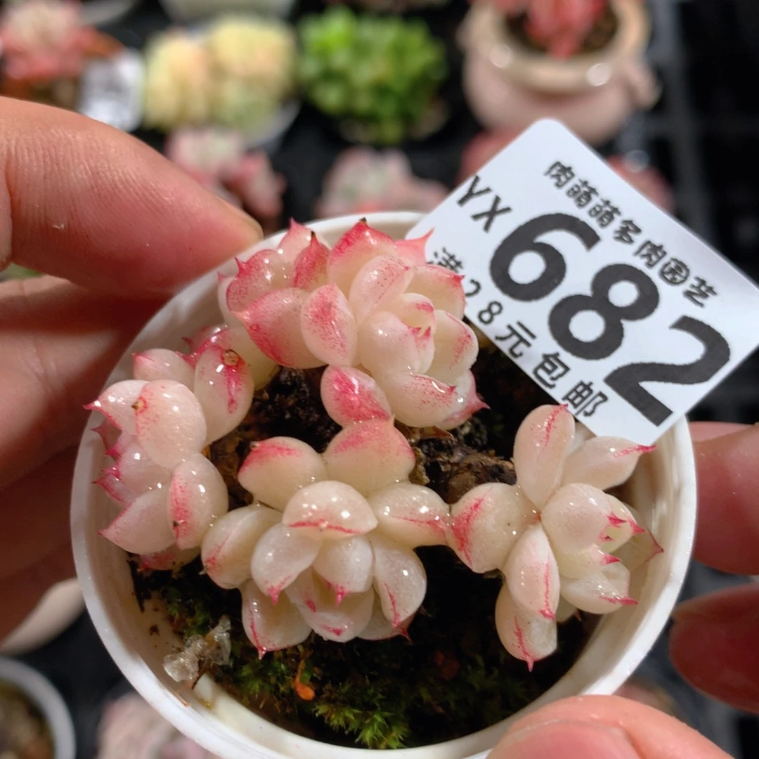 5CM拇指盆精控多肉YX682