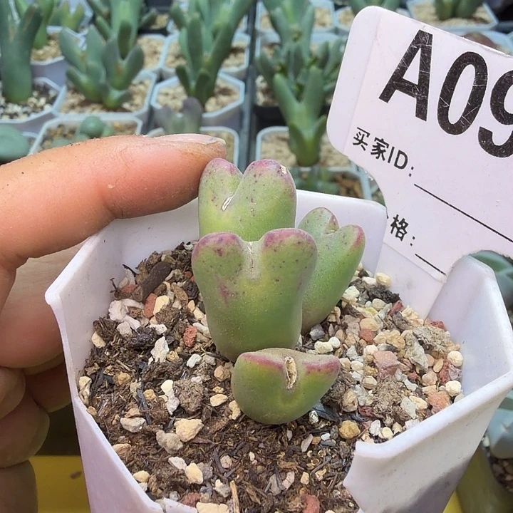 095。满38包邮肉锥