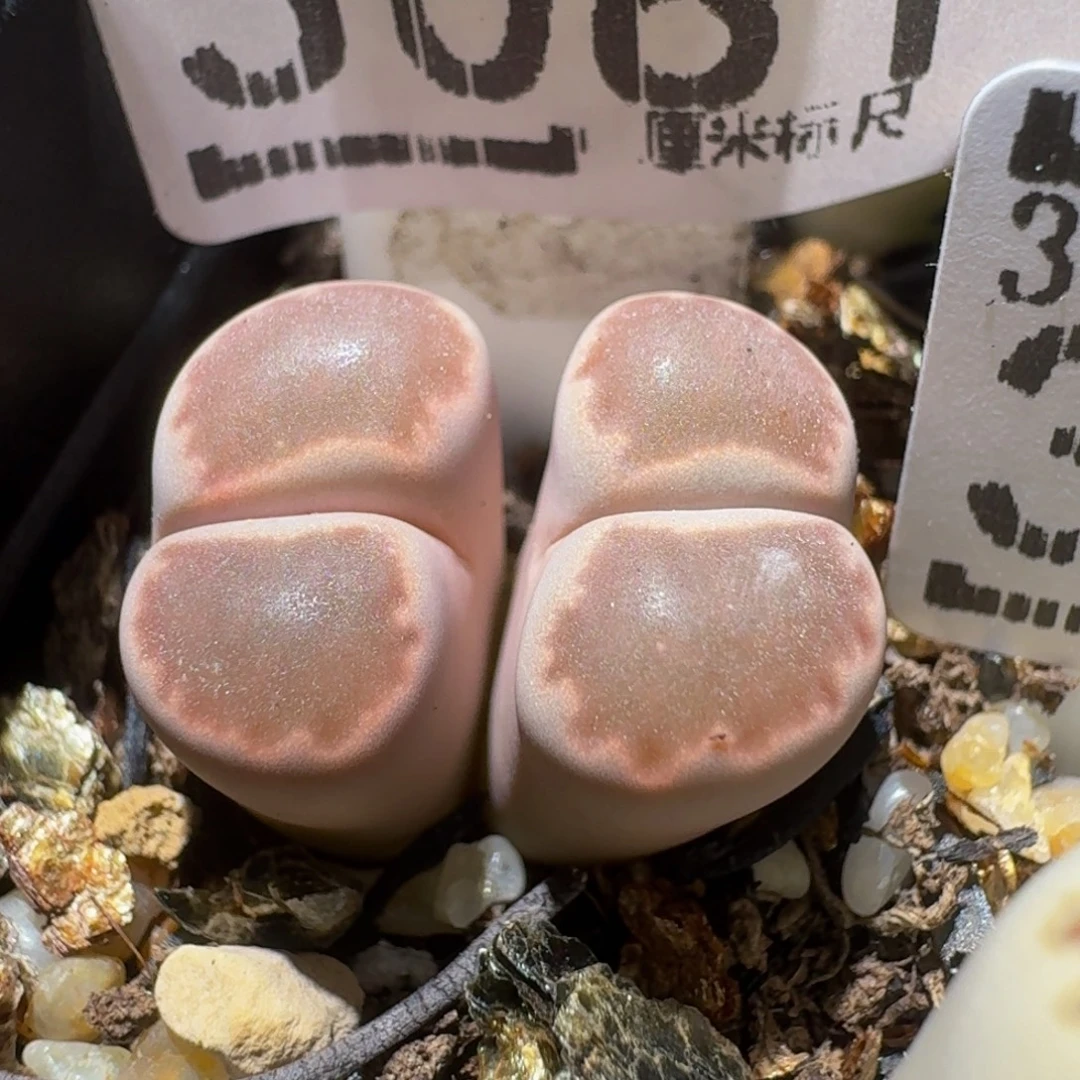 绝绝绝子美生石花3081
