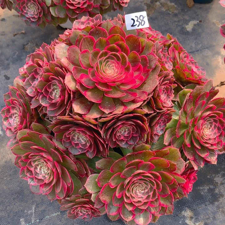 用****8238粉花妖精品法师多肉