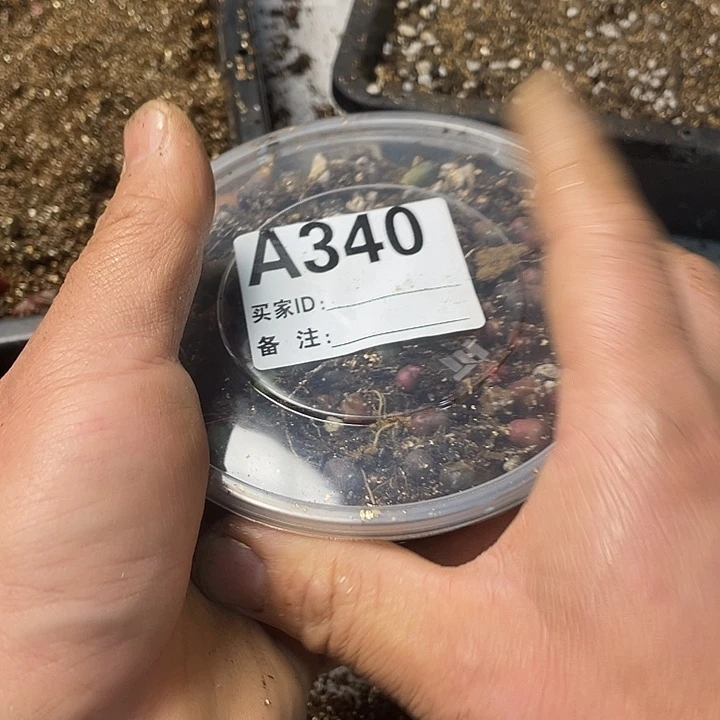 完全开放340一份兜栾