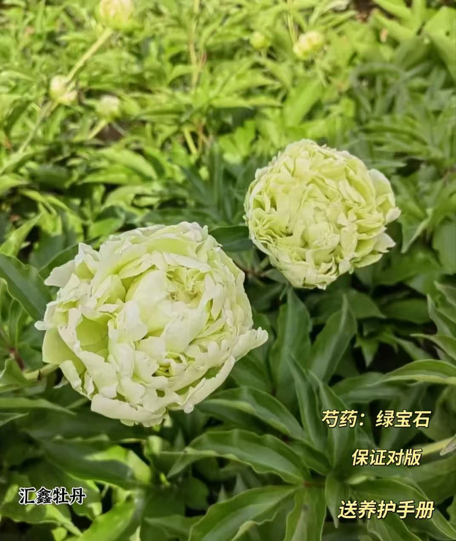 【绿宝石】绿色系山东菏泽基地直发适宜地栽盆栽庭院种植观赏植物