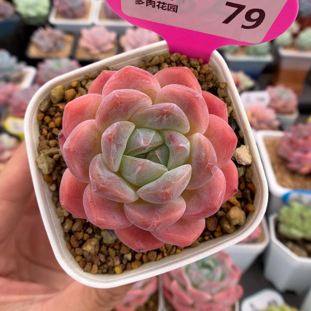 哒***咩79糖心多肉植物一物一拍