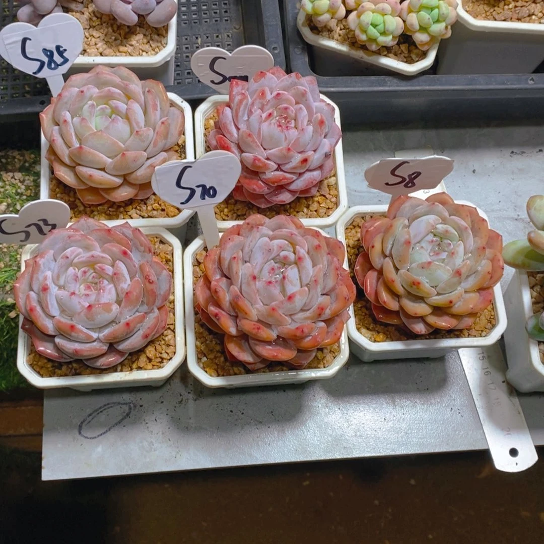 歸****雪天使单头5颗