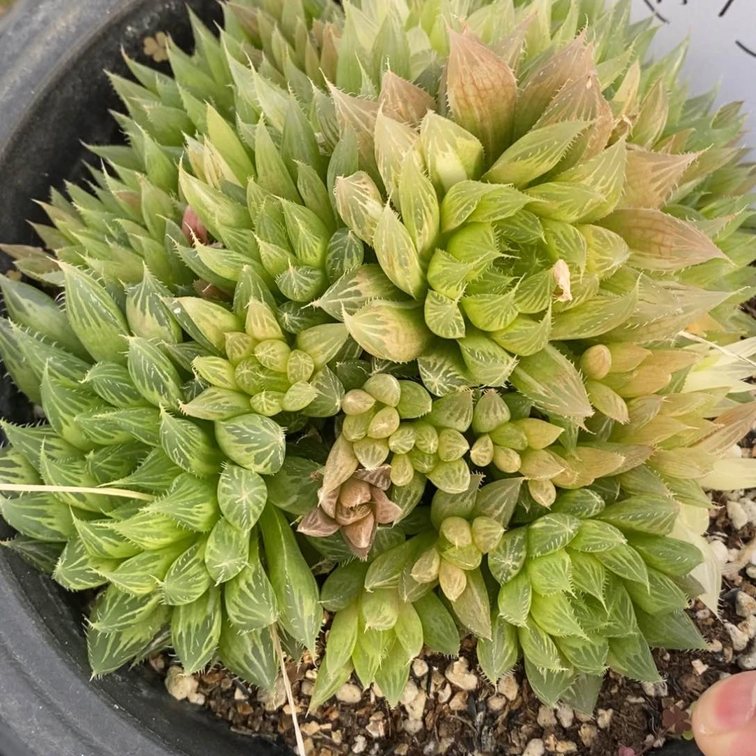 胖*虎504。