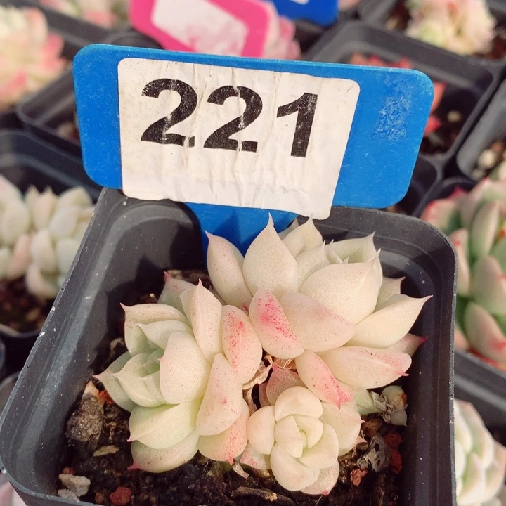 麦秆6cm多肉植物