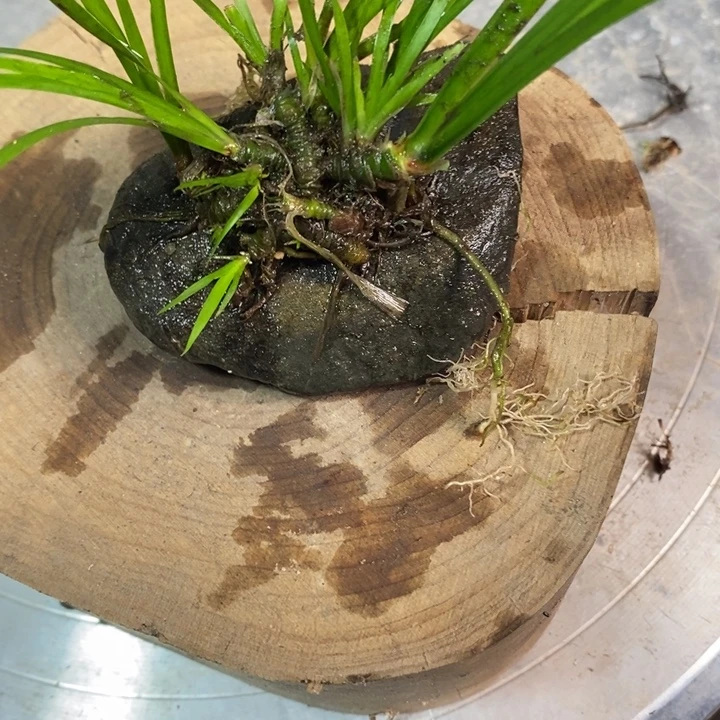我***坤无花朵菖蒲在哪都要快乐