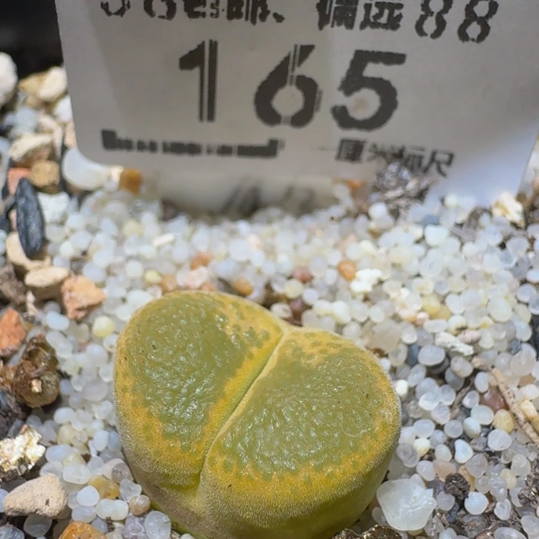 Ssss精品生石花165