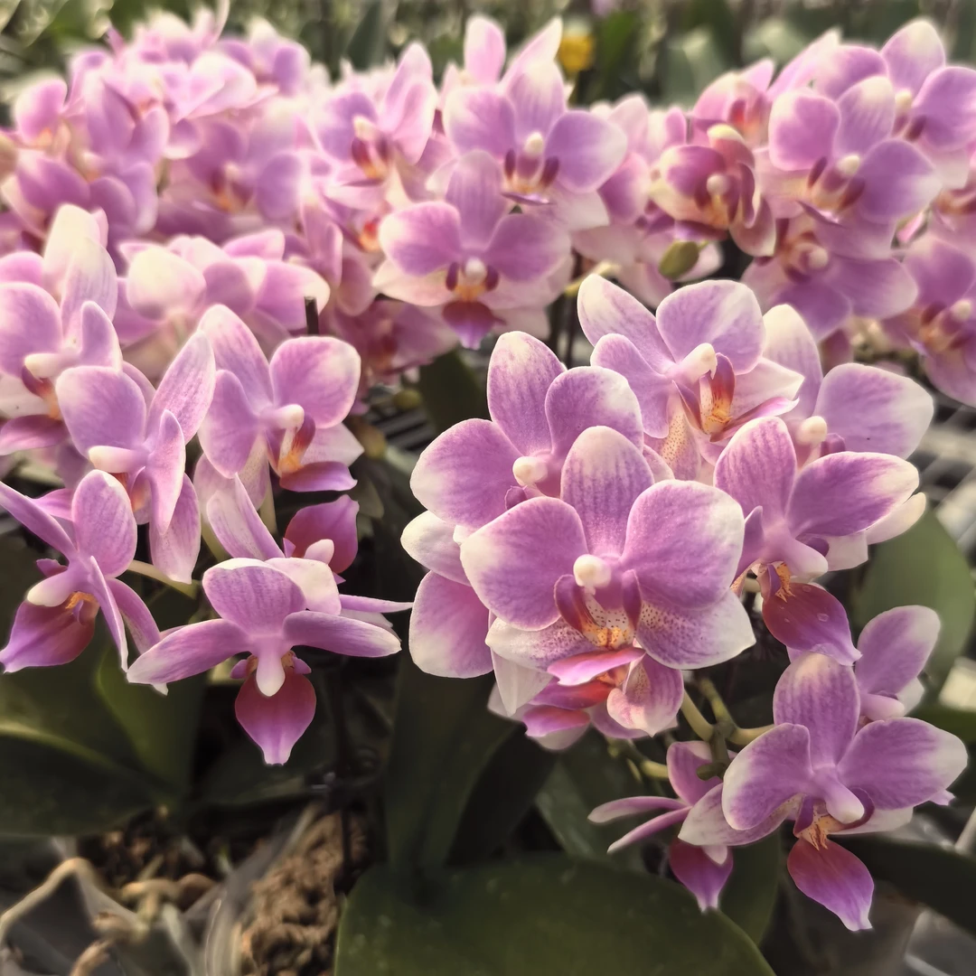 【秀新甄选】蝴蝶兰【糯米丸子出梗苗】3.0寸无花无苞 带梗发货