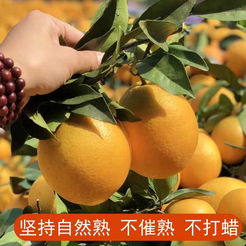 江西赣南脐橙产地直发果肉细润新鲜应季水果