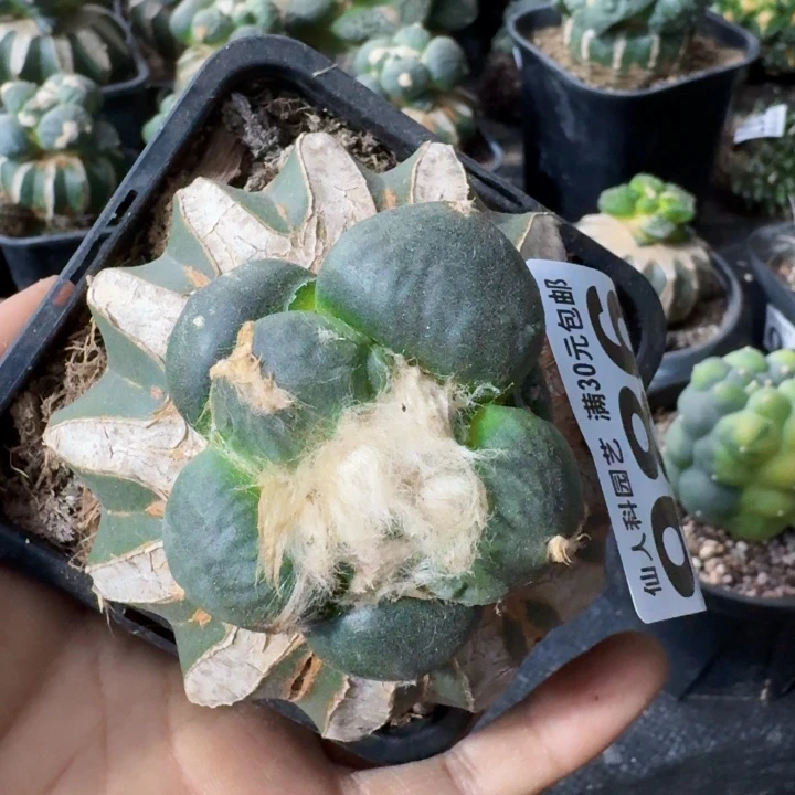 无花朵请****?986圆蛋蛋青瓷