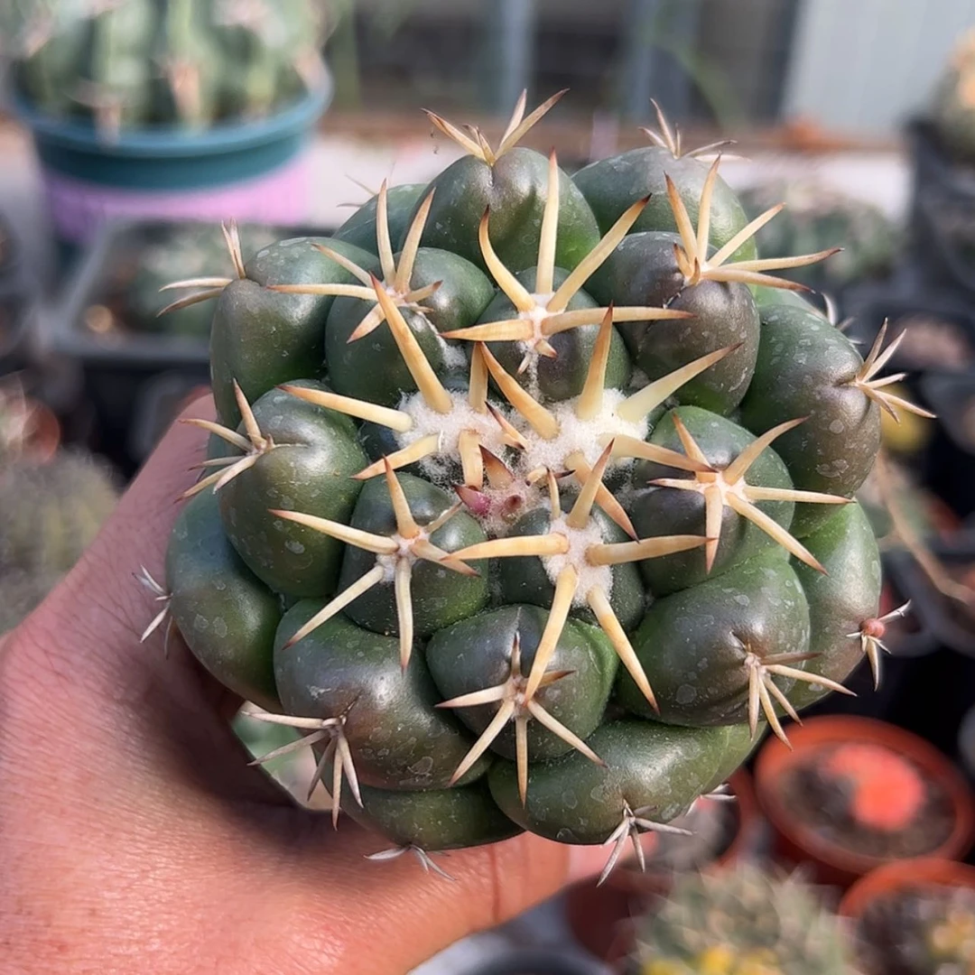 【闪购商品】天****康实生仙人球