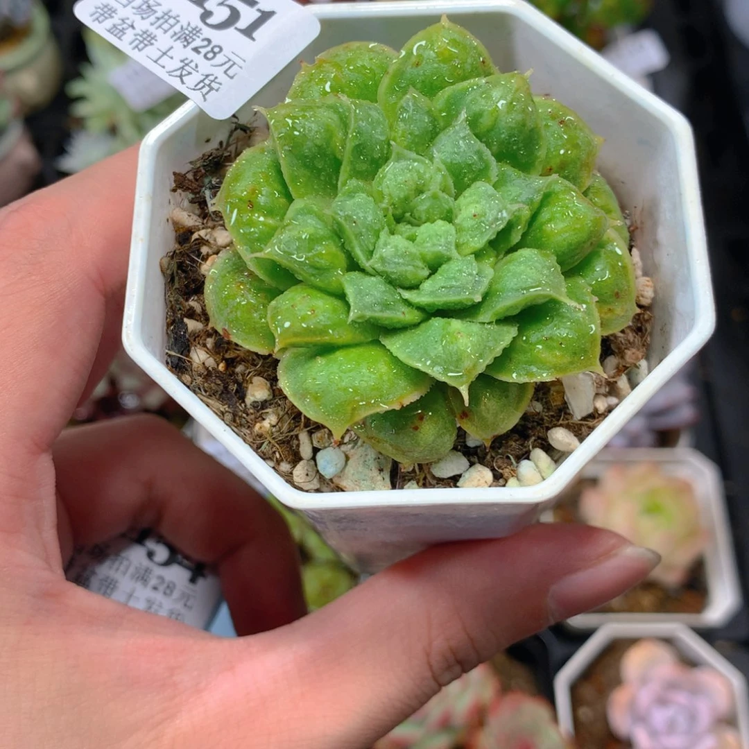 5厘米盆精控多肉1151