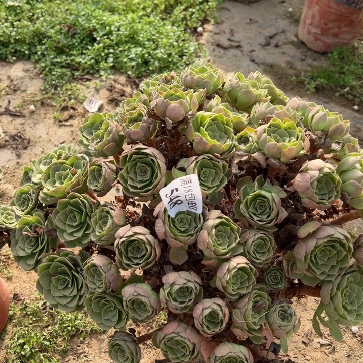 548万圣夜大绣球东西棚